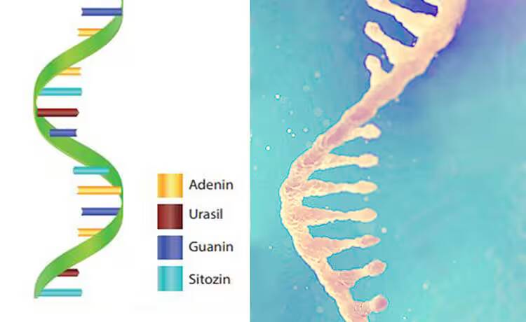 RNA