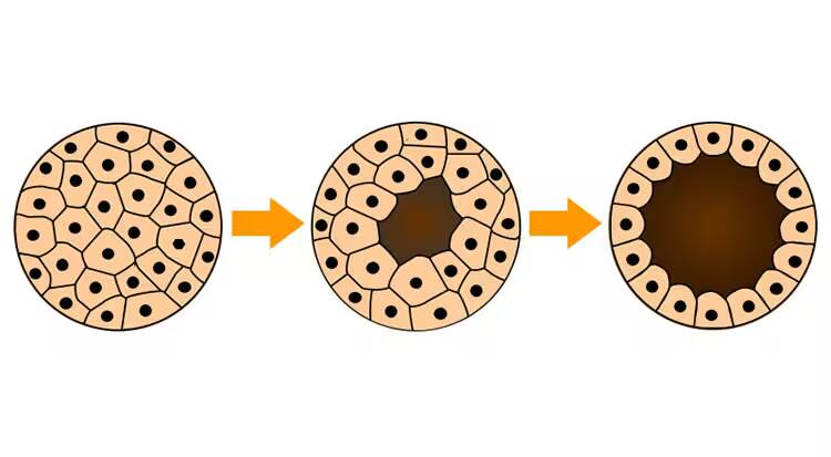 blastula