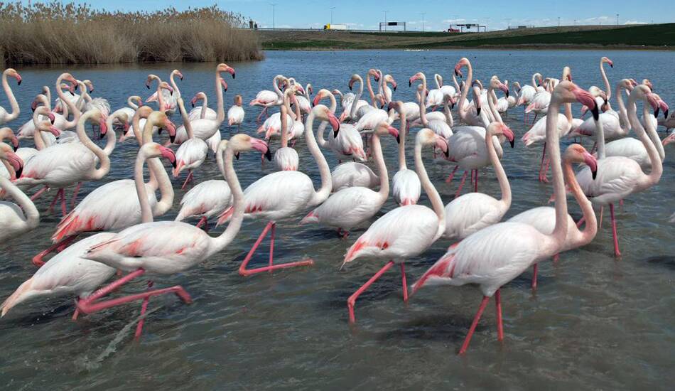 flamingo